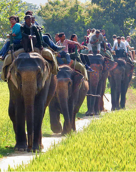 elephant safari home